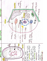 document (1).PDF